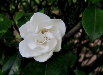 White gardenia in bloom