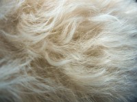 Bílá Pomapoo Fur Close-Up