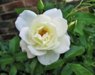 White rose bloom