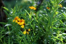 Dzikie żółte kwiaty