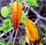 Yellow bauhinia galpinii leaves