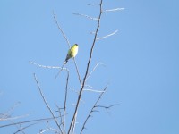 Żółty ptak