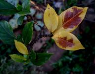Yellow gardenia leaves