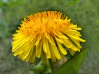 Желтый цветок одуванчика