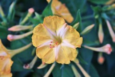 żółty kwiat trąbka