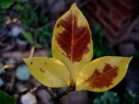 Yellowed gardenia leaves