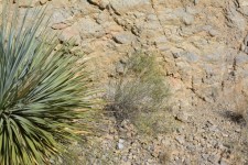 Yucca Plant Desert Texas Park Rocks