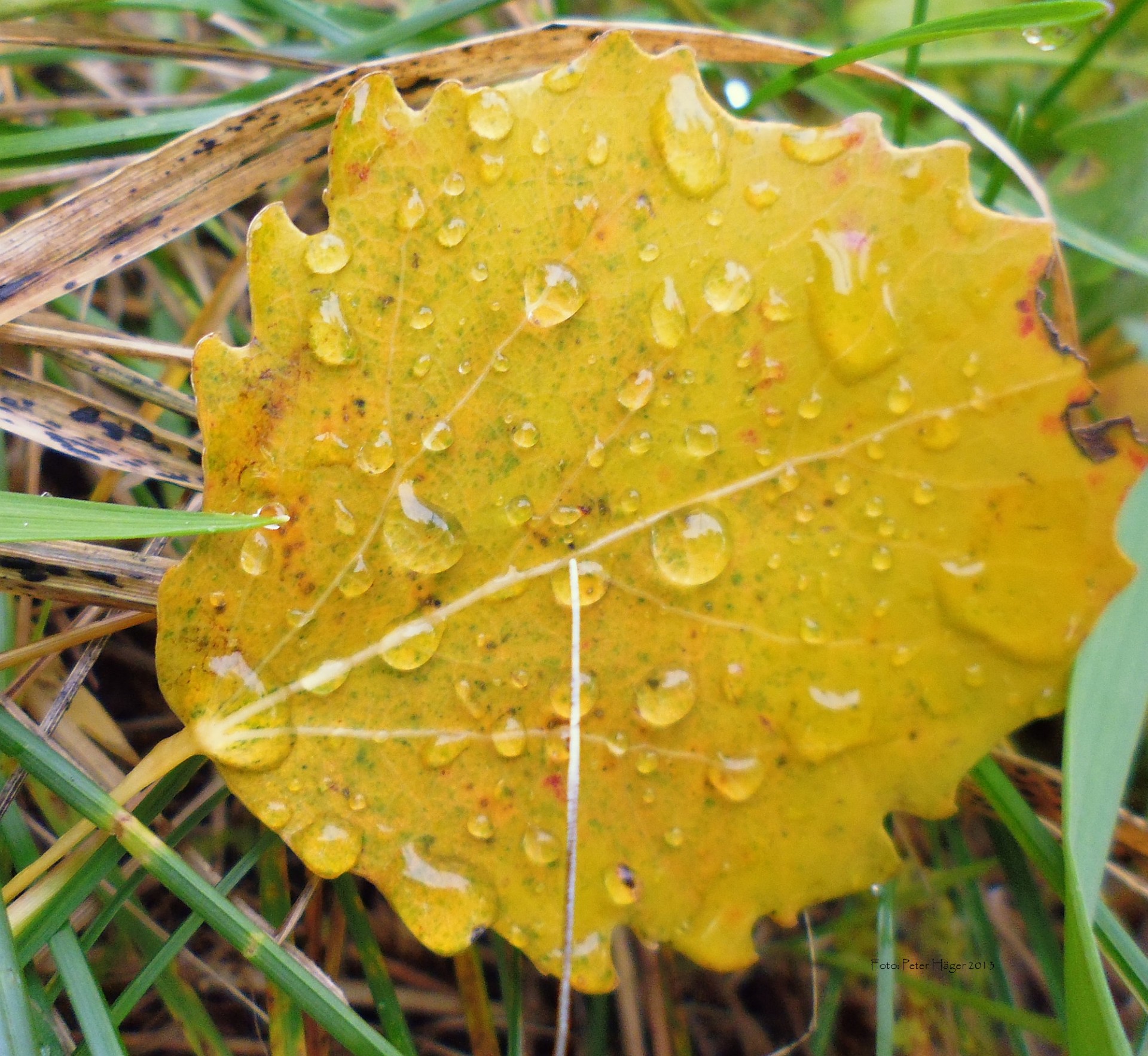 Aspen Leaf Free Stock Photo - Public Domain Pictures