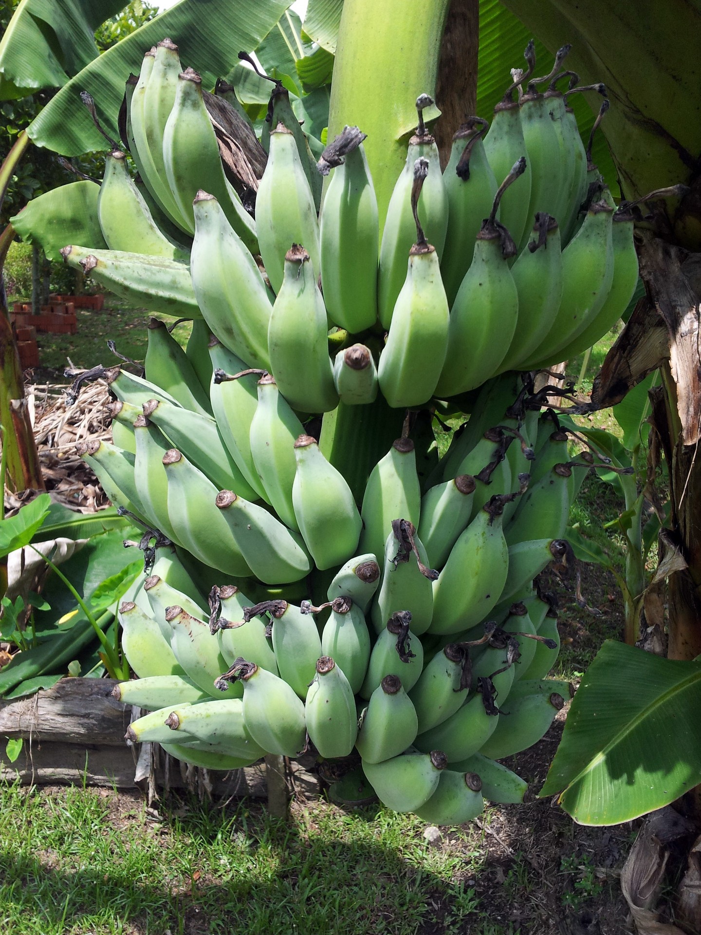 банан расслоение на дереве
