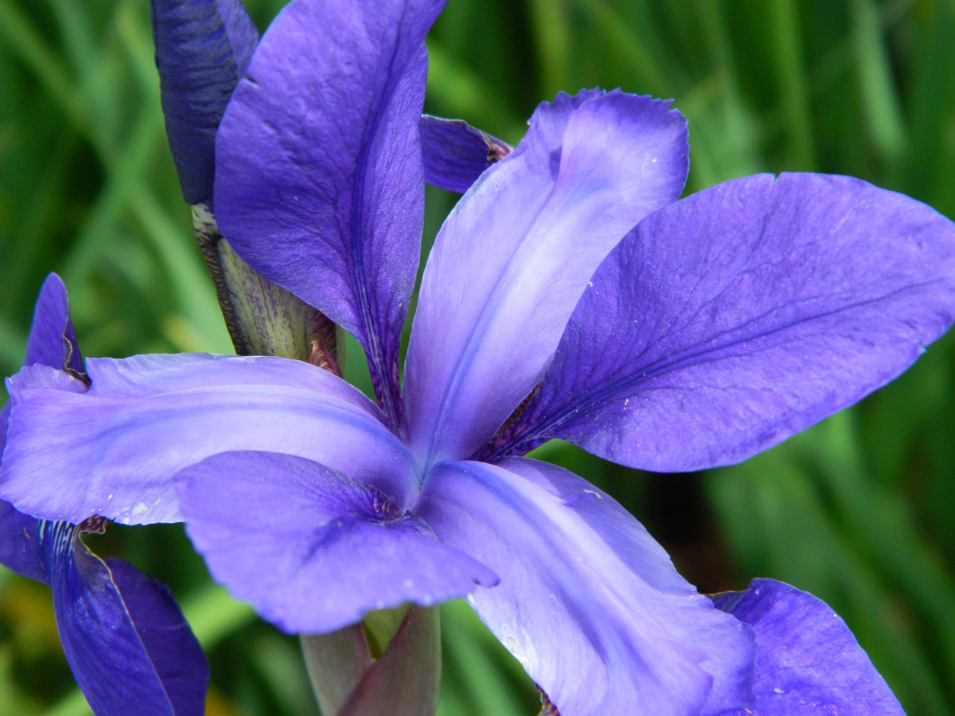 Красивый голубой цветок