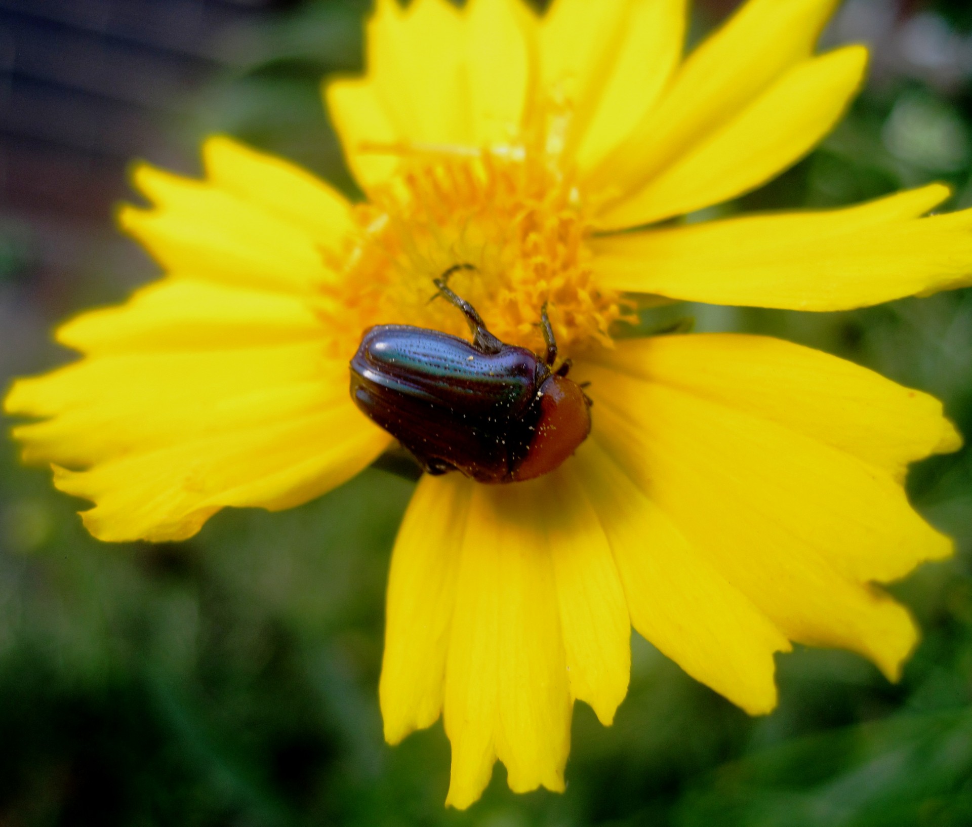beetle-on-yellow-daisy-free-stock-photo-public-domain-pictures