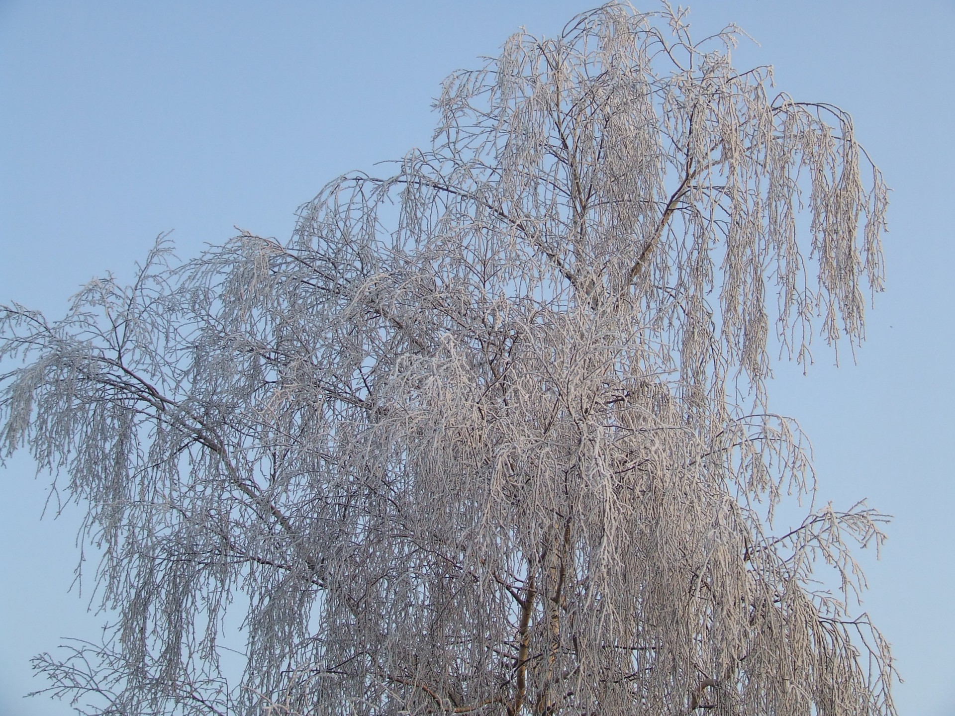 Замороженные дерево