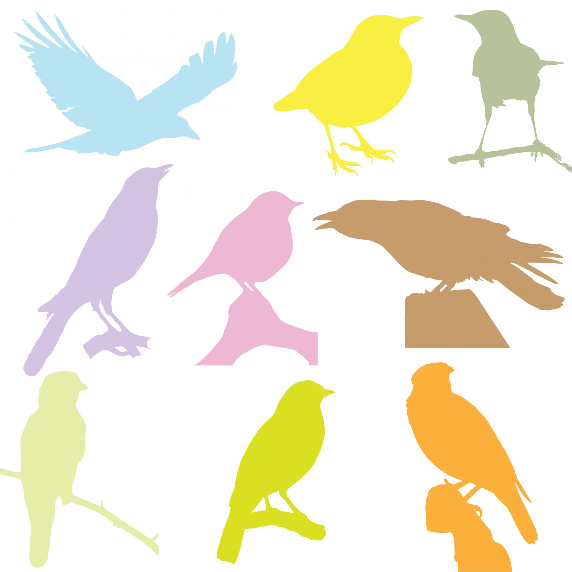 Силуэты красочных птиц