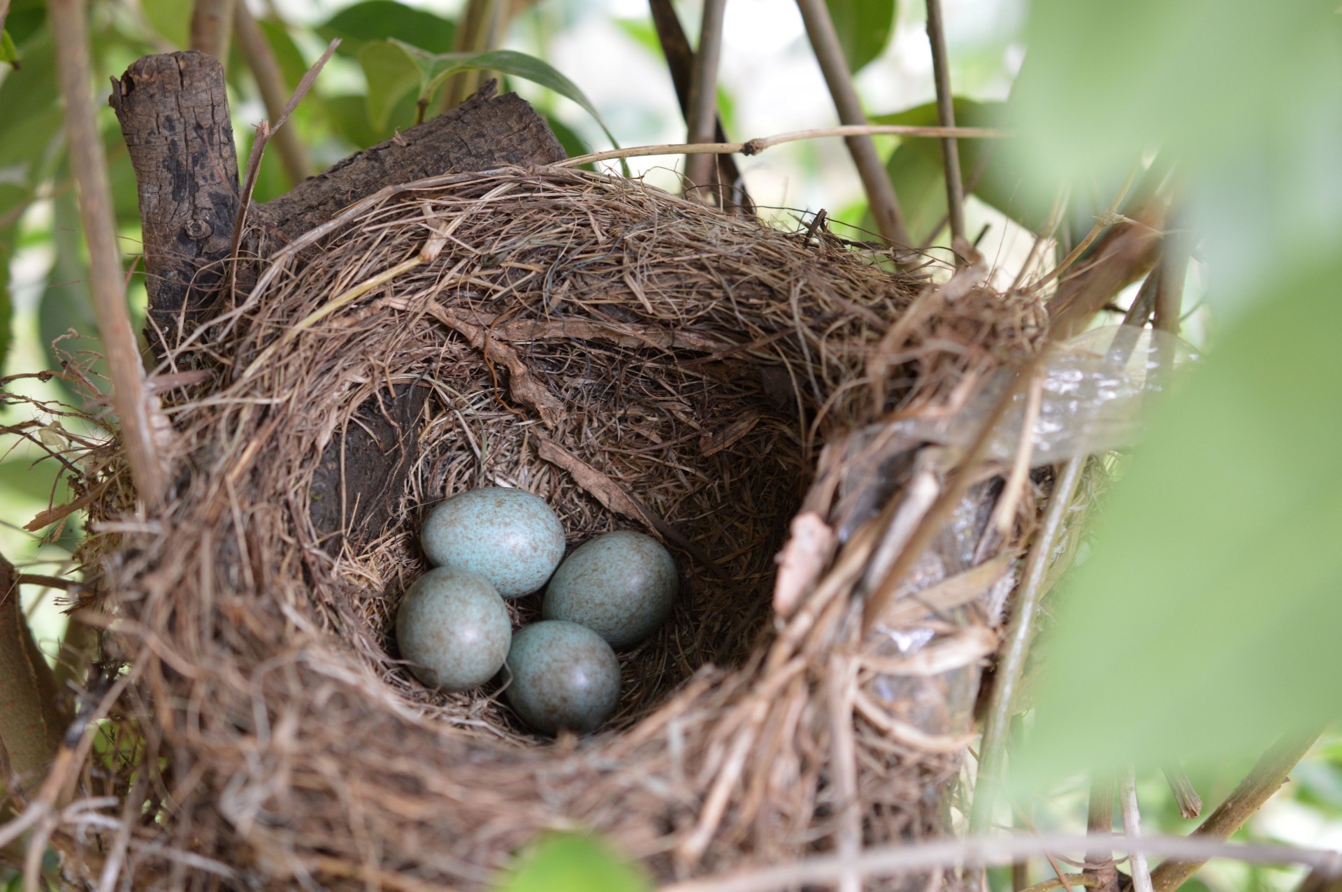 Birds Nest 4 Eggs Free Stock Photo - Public Domain Pictures