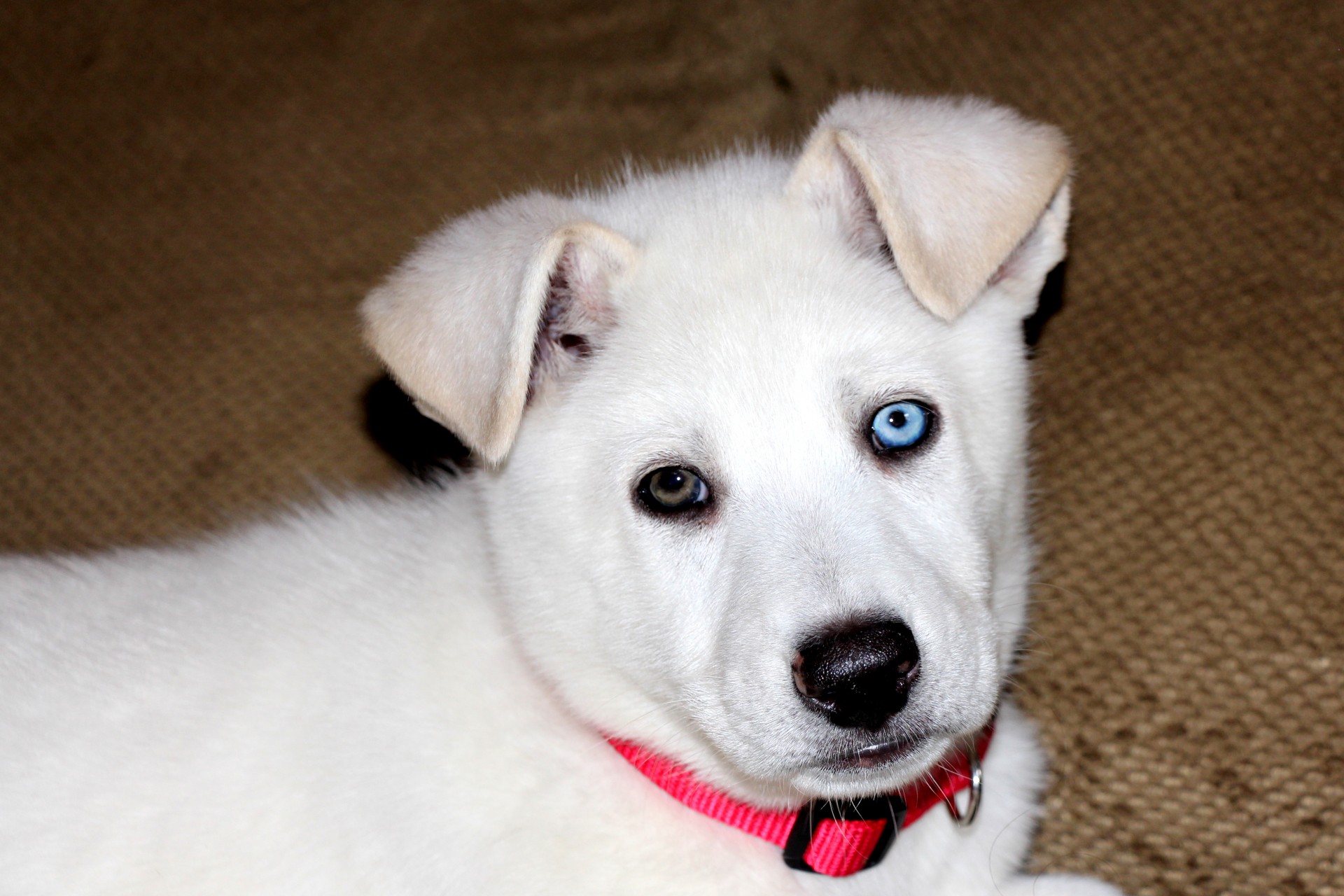Синий и коричневый глазами щенка 3