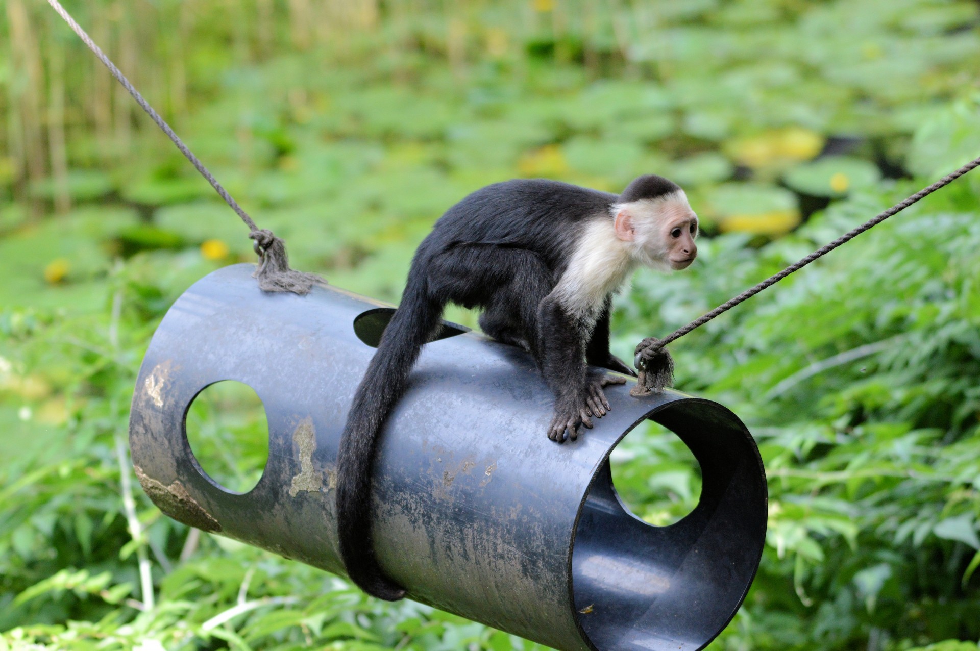 Capuchin Monkey 1 Free Stock Photo - Public Domain Pictures