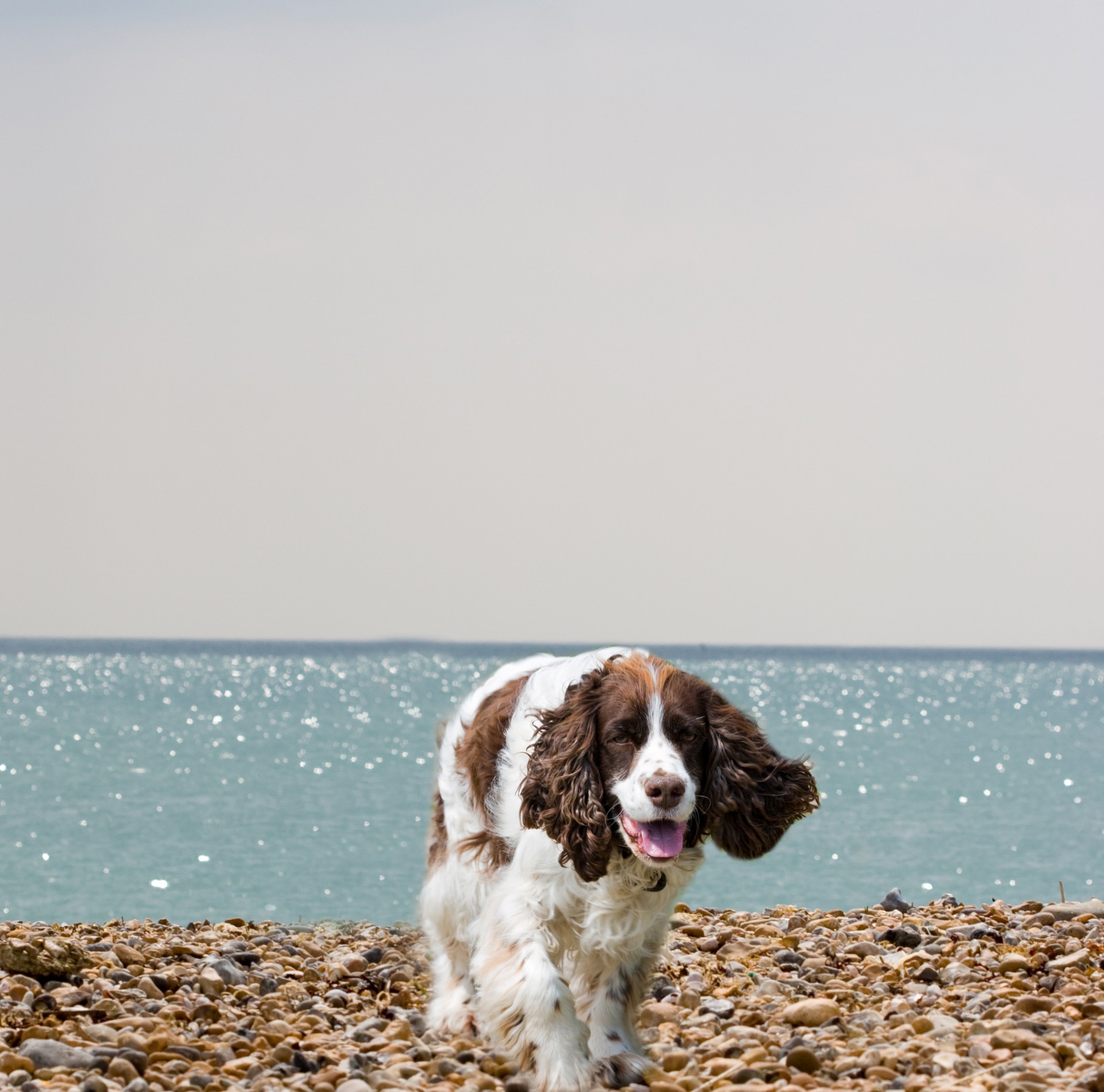 Собакой на пляже