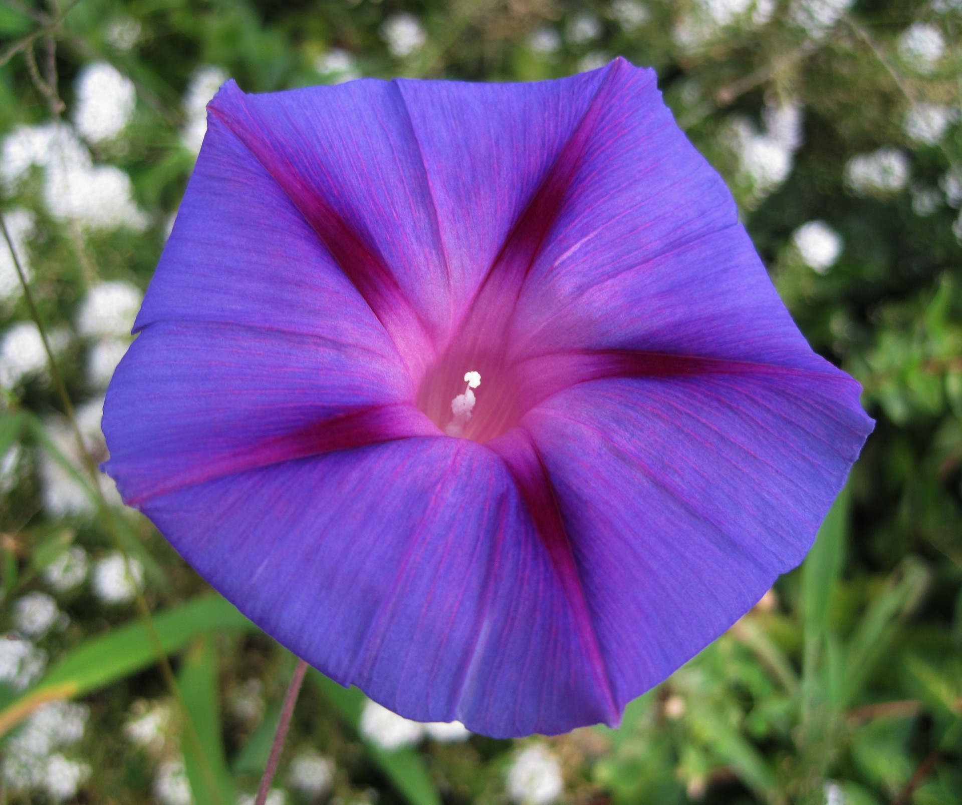 Early Morning Glory Free Stock Photo - Public Domain Pictures