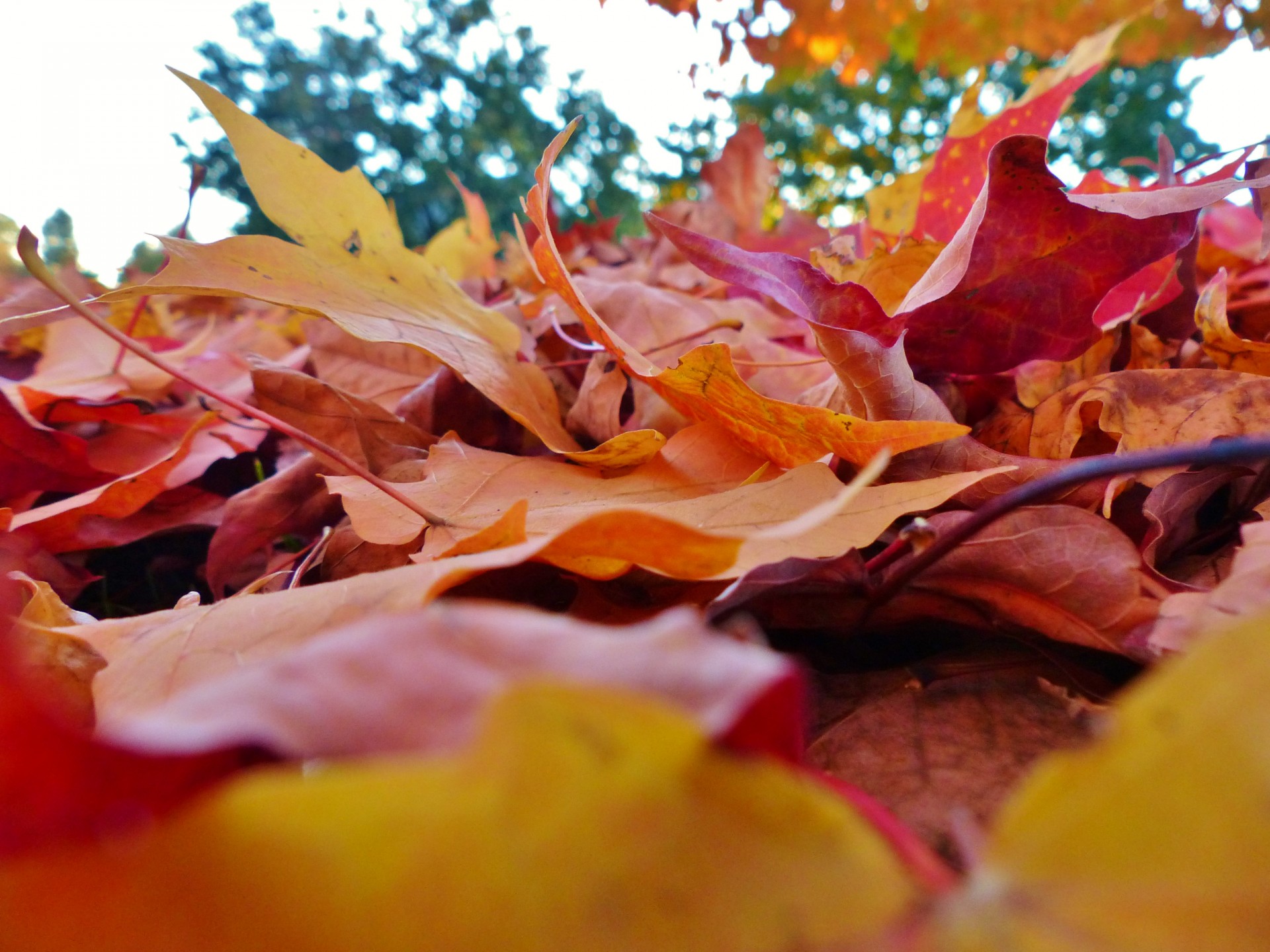 fall-leaves-free-stock-photo-public-domain-pictures