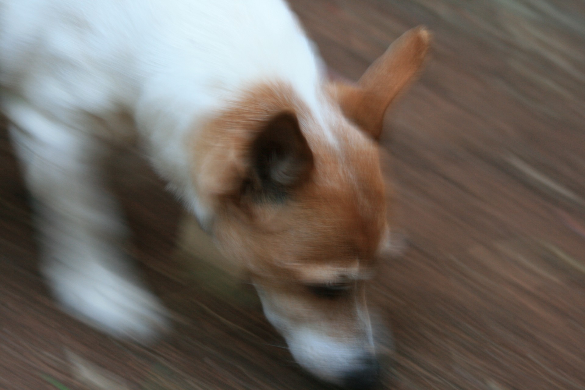 fast-moving-terrier-dog.jpg