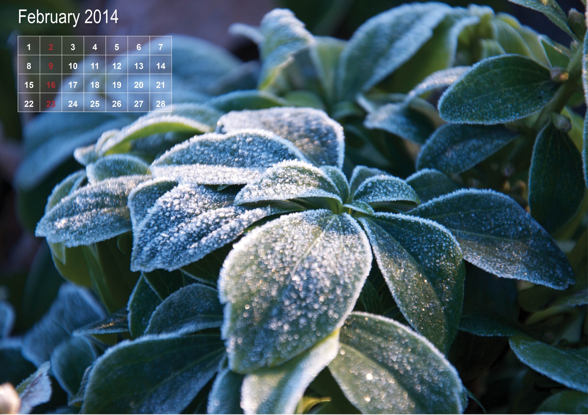 february-calendar-free-stock-photo-public-domain-pictures