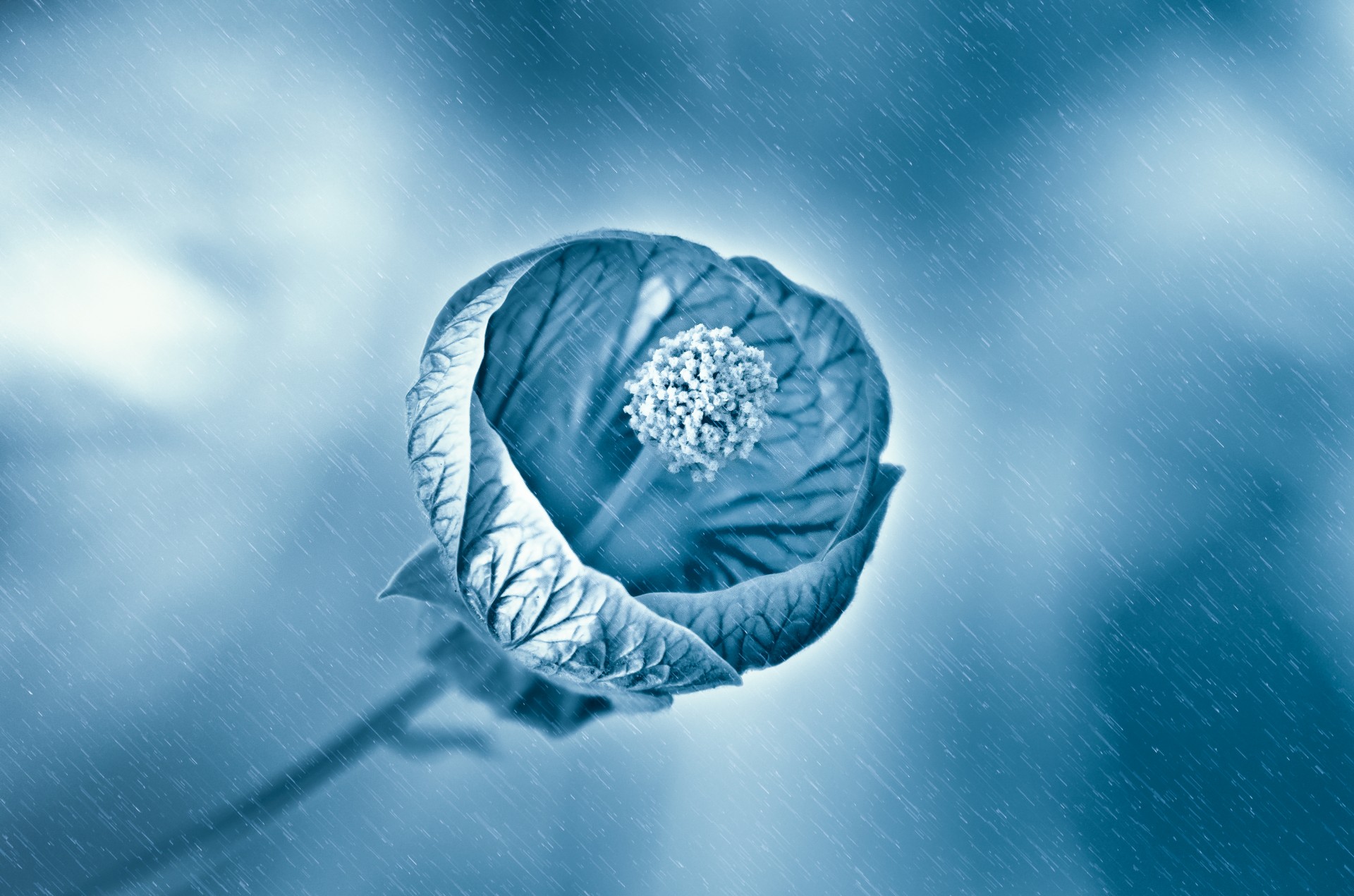 Flower In The Rain Free Stock Photo - Public Domain Pictures