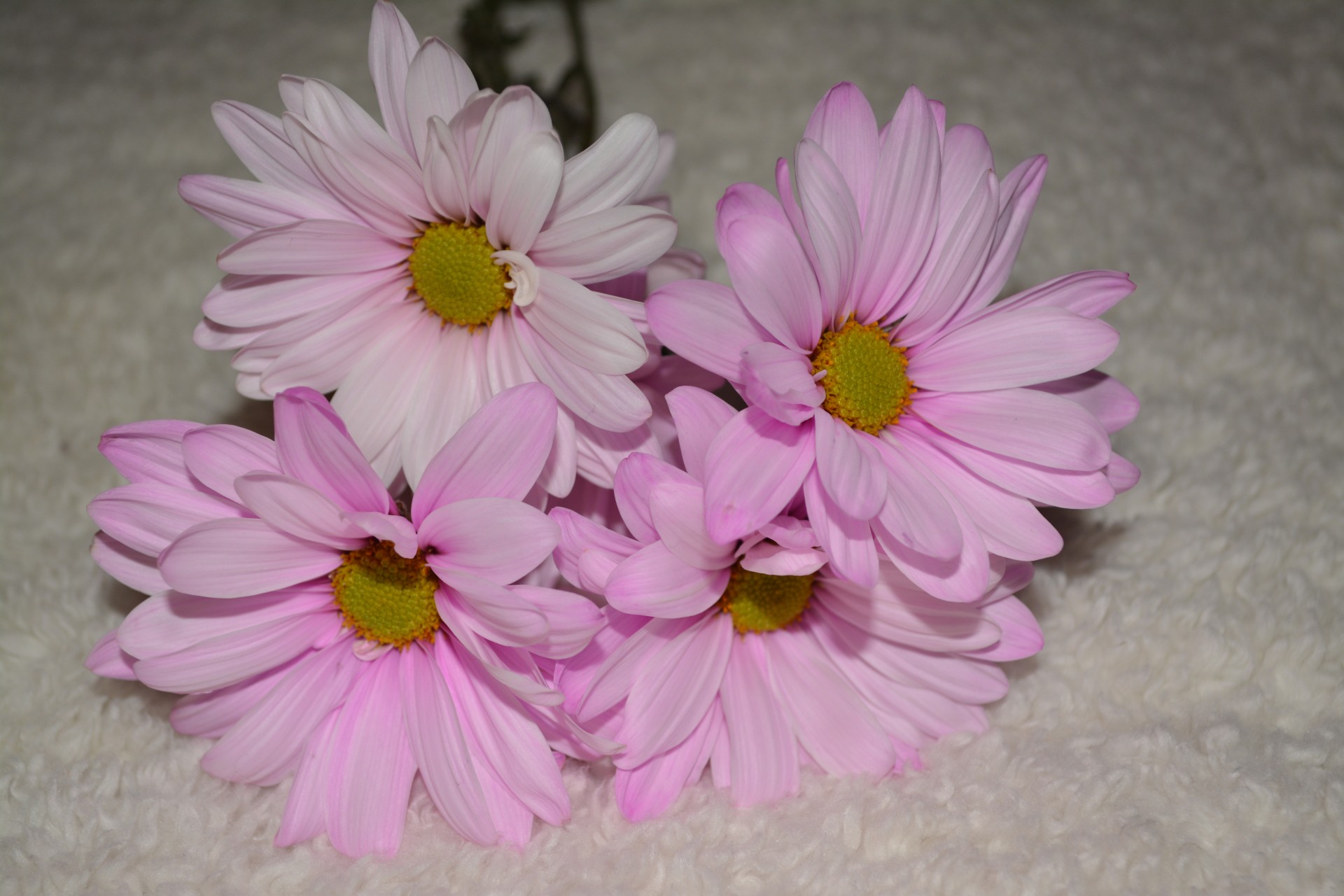 Четыре Pretty Pink Daisy цветок макрос