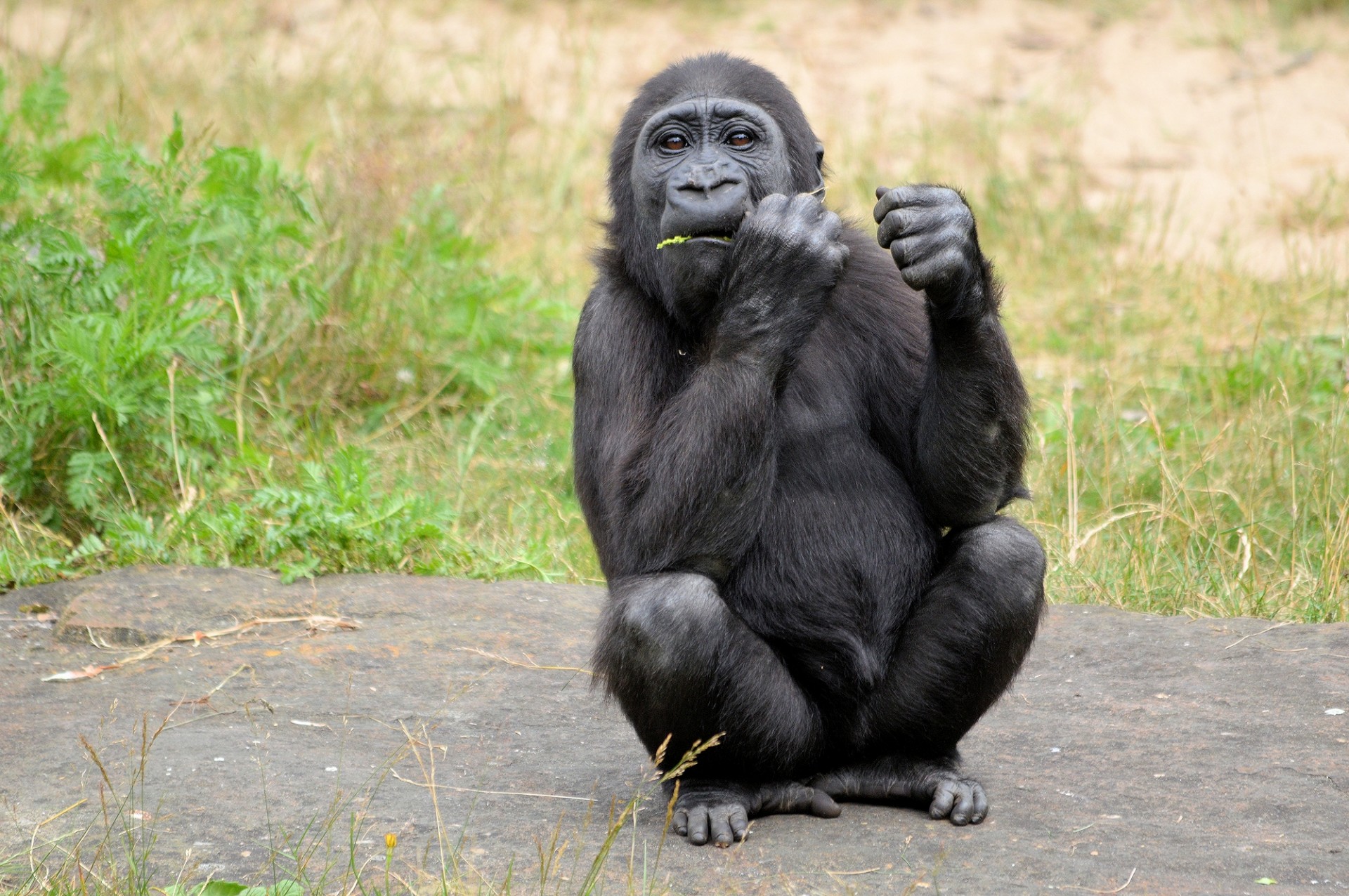 gorilla-free-stock-photo-public-domain-pictures