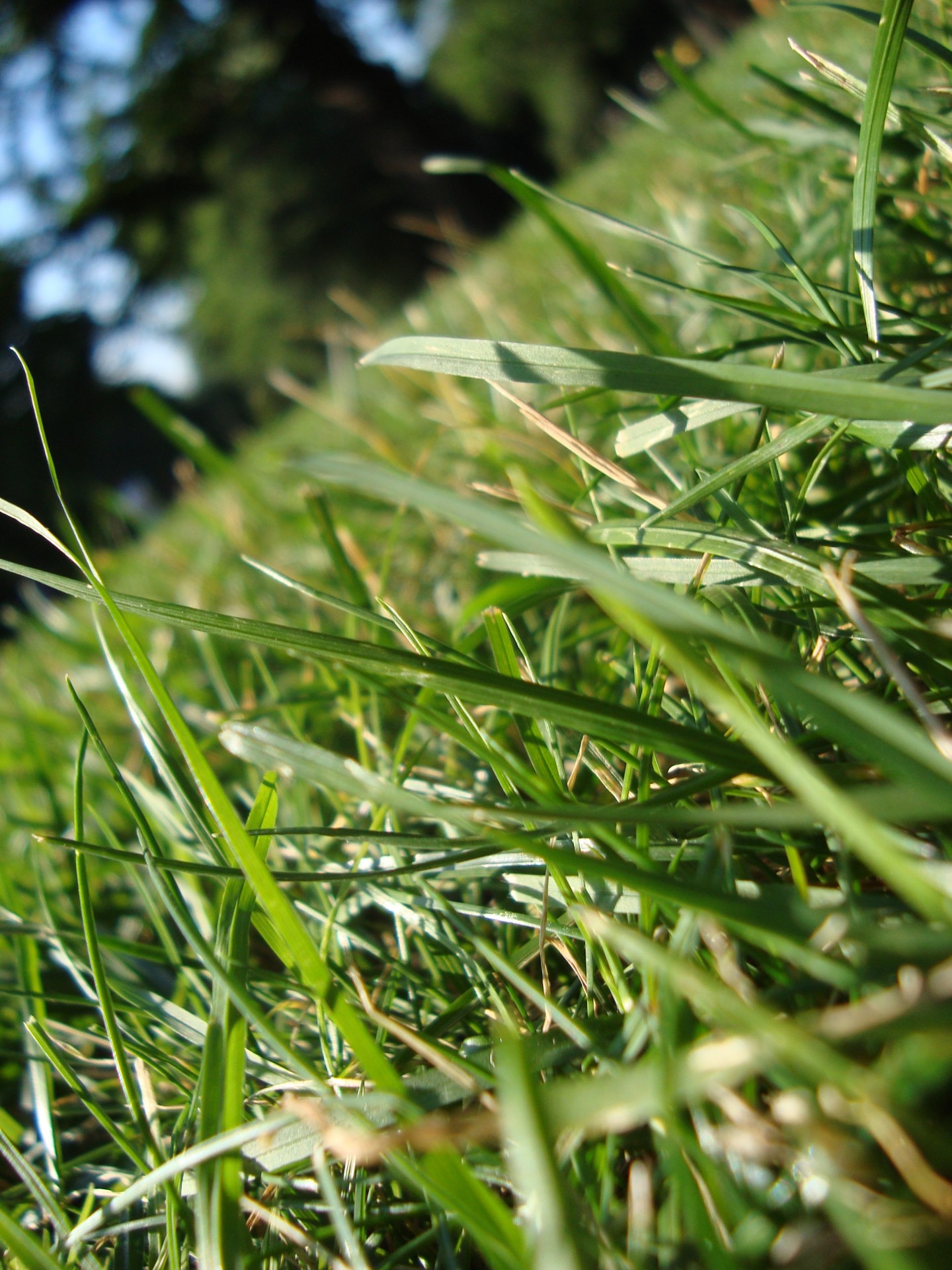 Grass Close Up