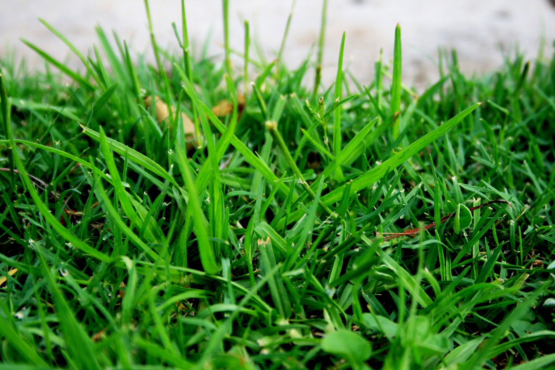 Green Blades Of Grass Free Stock Photo - Public Domain Pictures