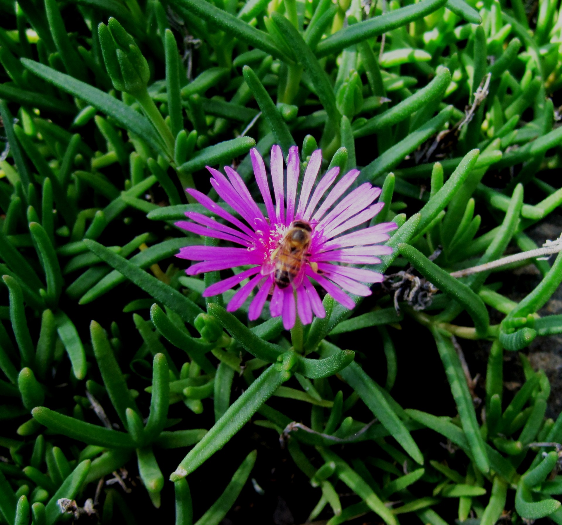 Мед пчелы на розовый vygie