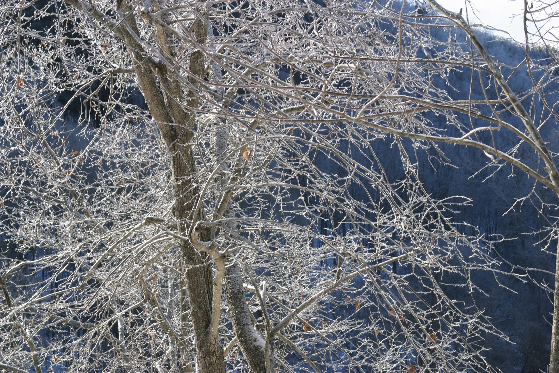 Лед на ветвях деревьев