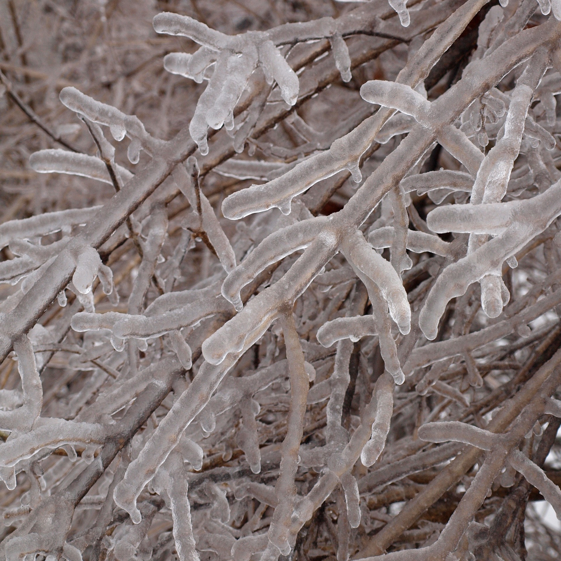 Icy Branches Free Stock Photo - Public Domain Pictures
