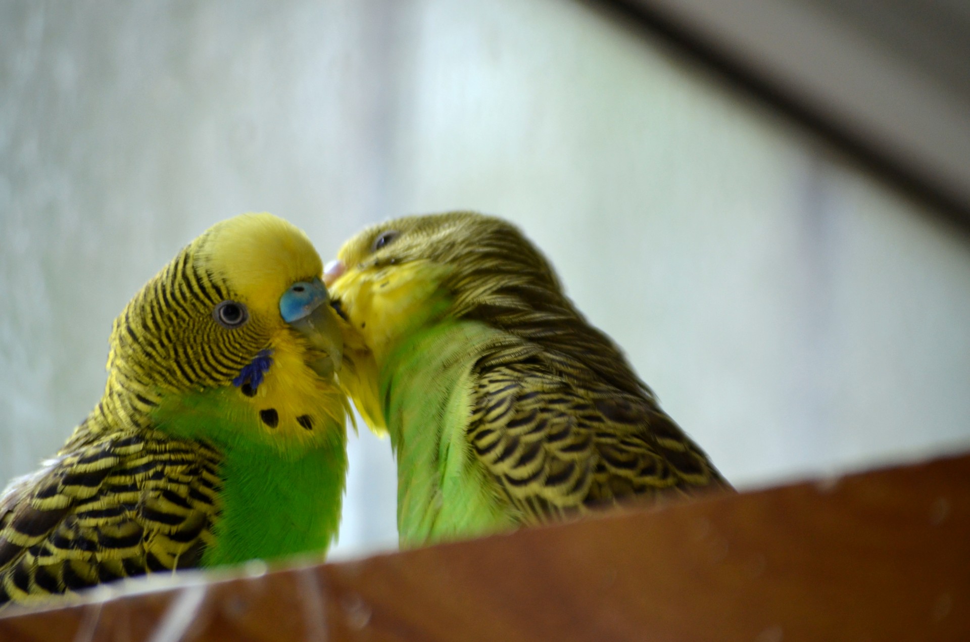 Поцелуи Попугаи