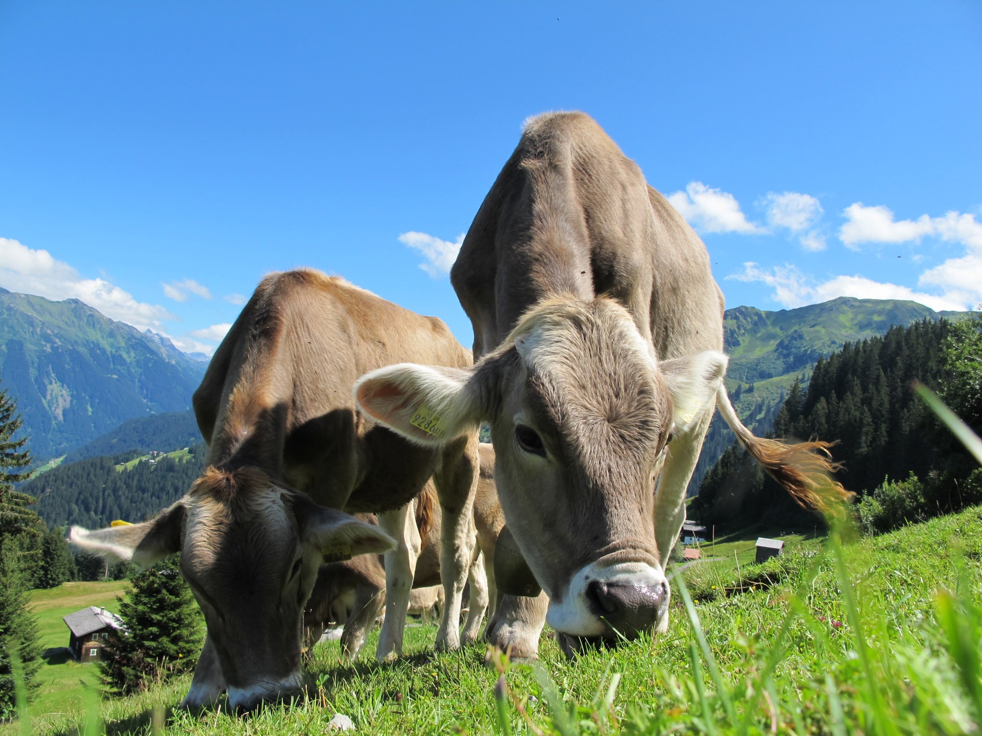 Коровы коровье пастбище Австрии