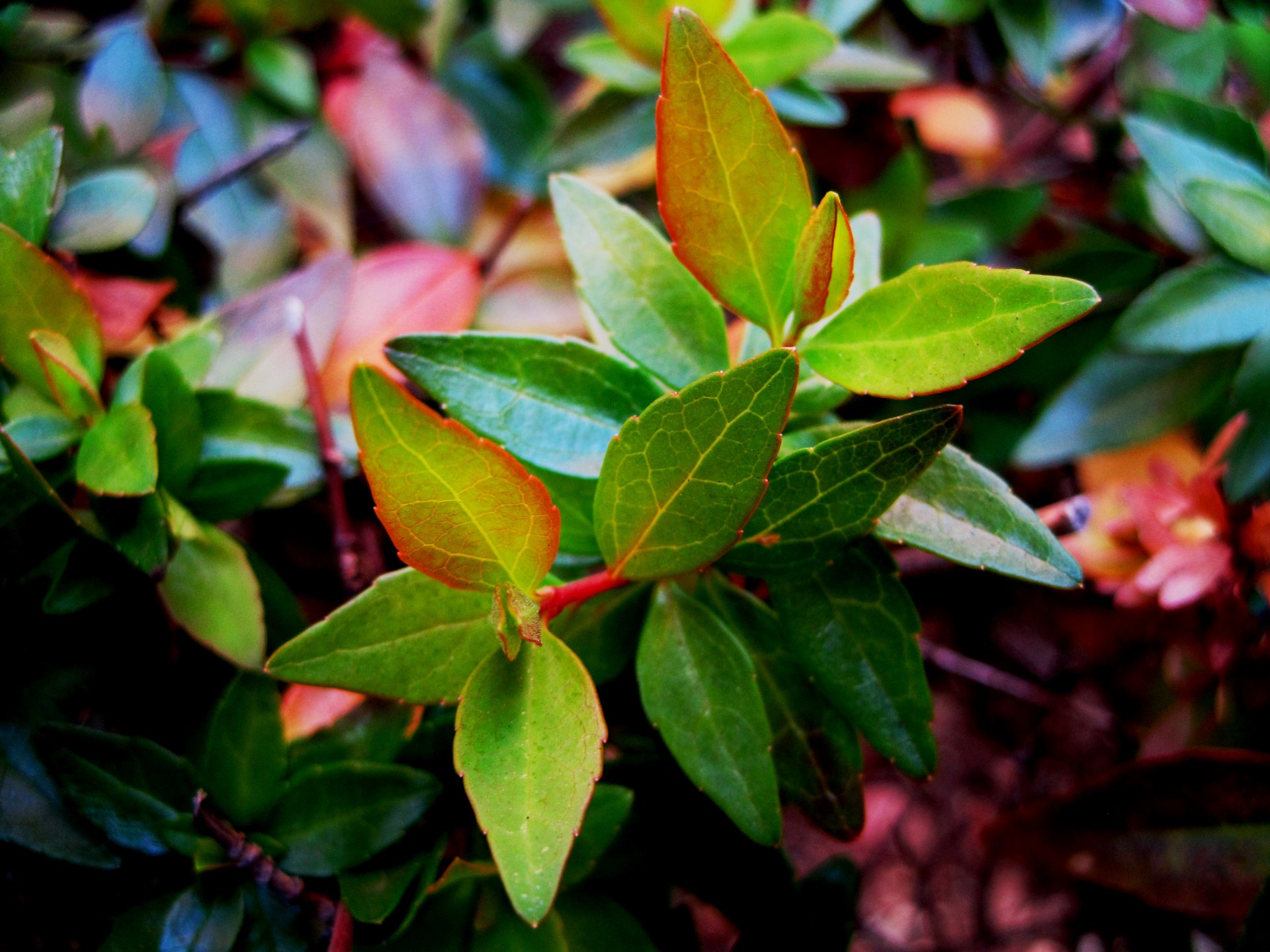 Листья ярко-зеленым цветом
