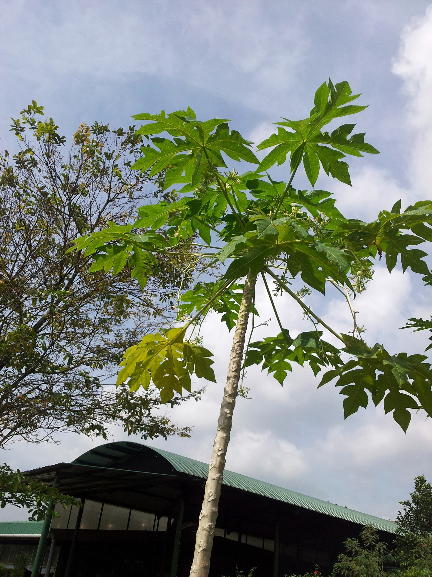 мужского дерева папайи с цветком