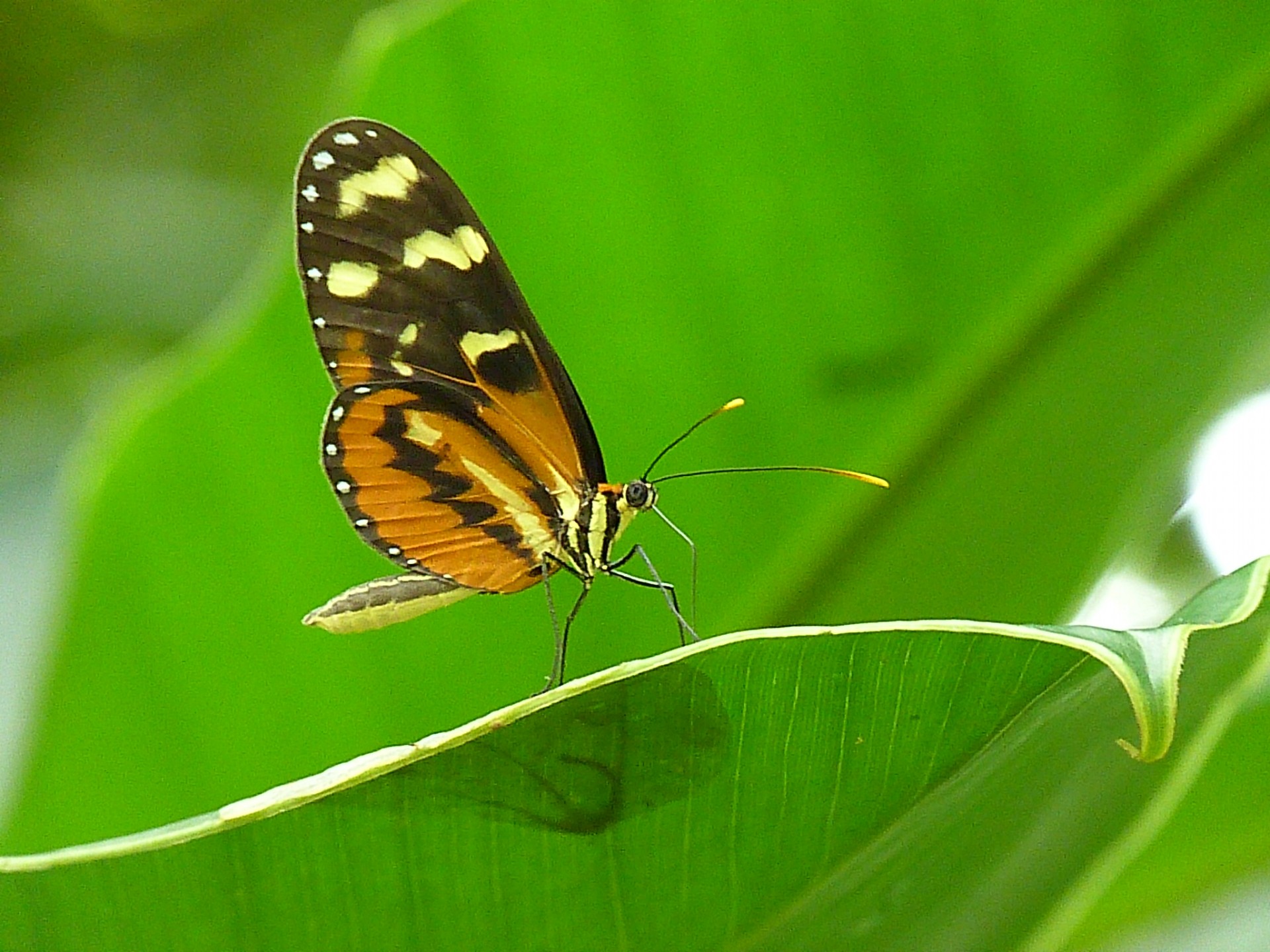 Бабочка на листе
