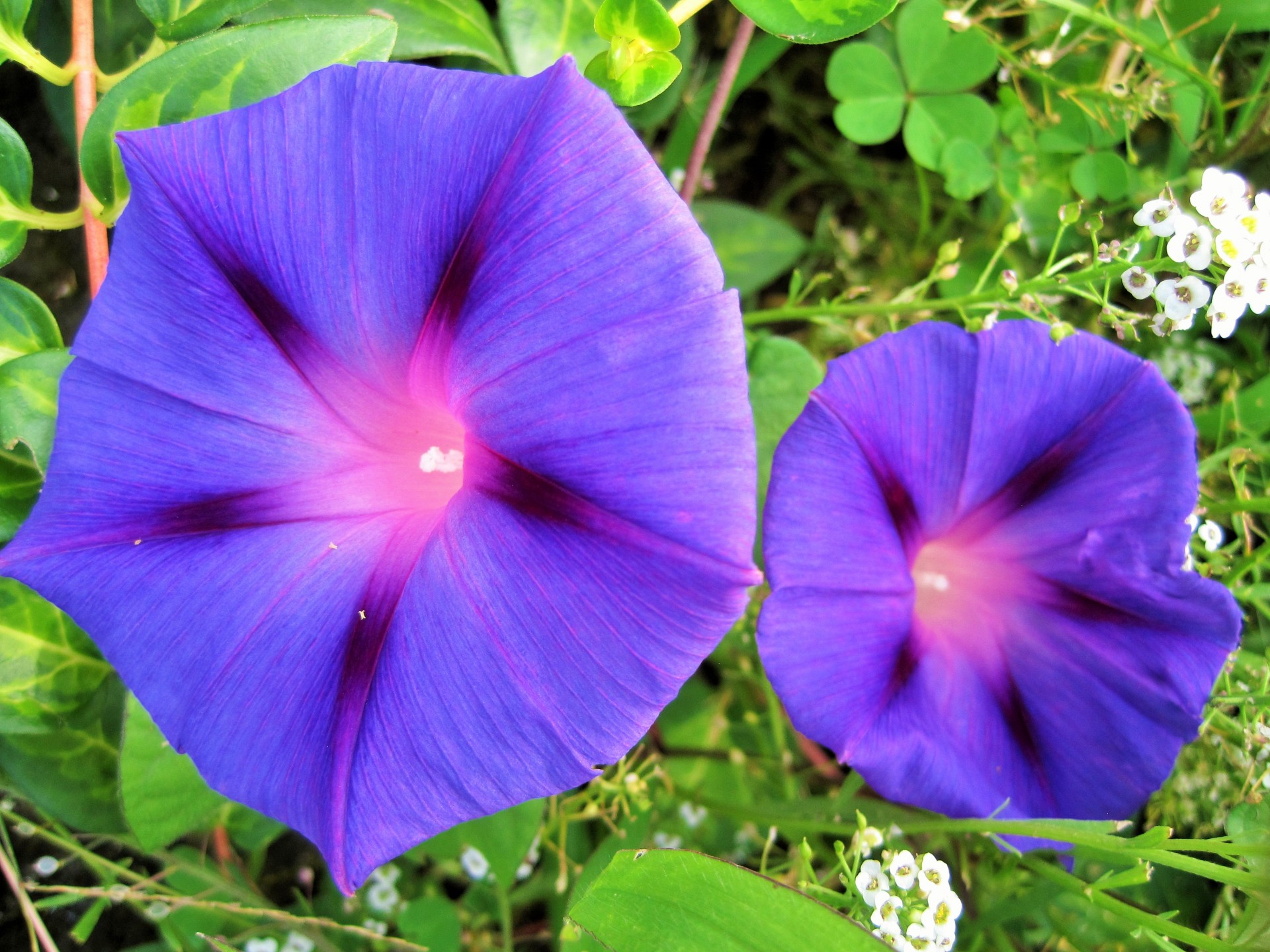 Morning Glory Flowers Free Stock Photo - Public Domain Pictures