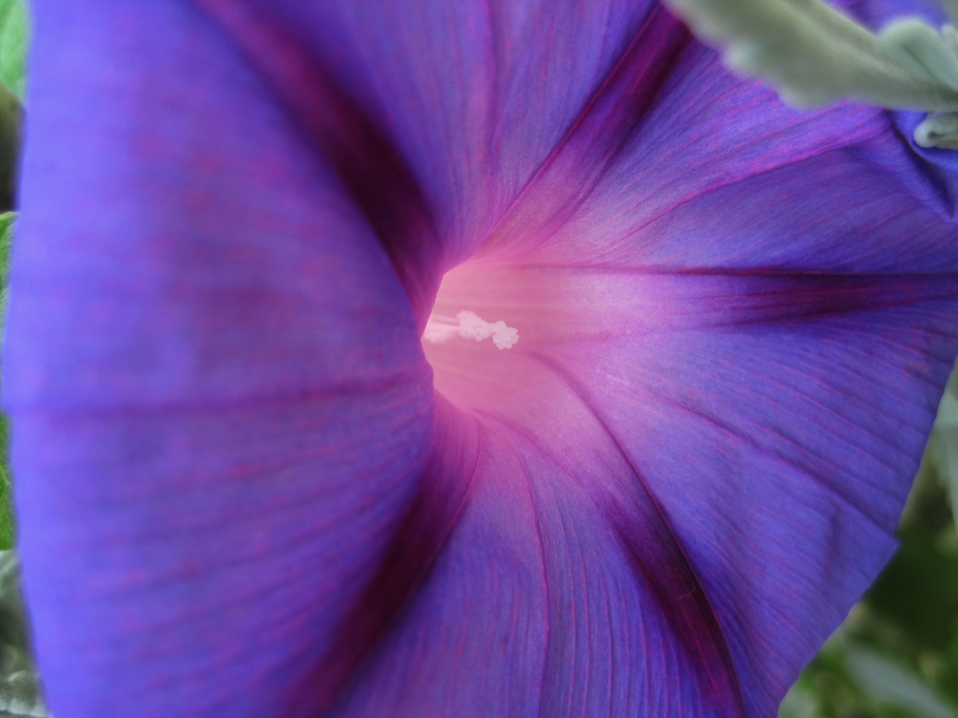 Morning Glory In Purple Free Stock Photo - Public Domain Pictures