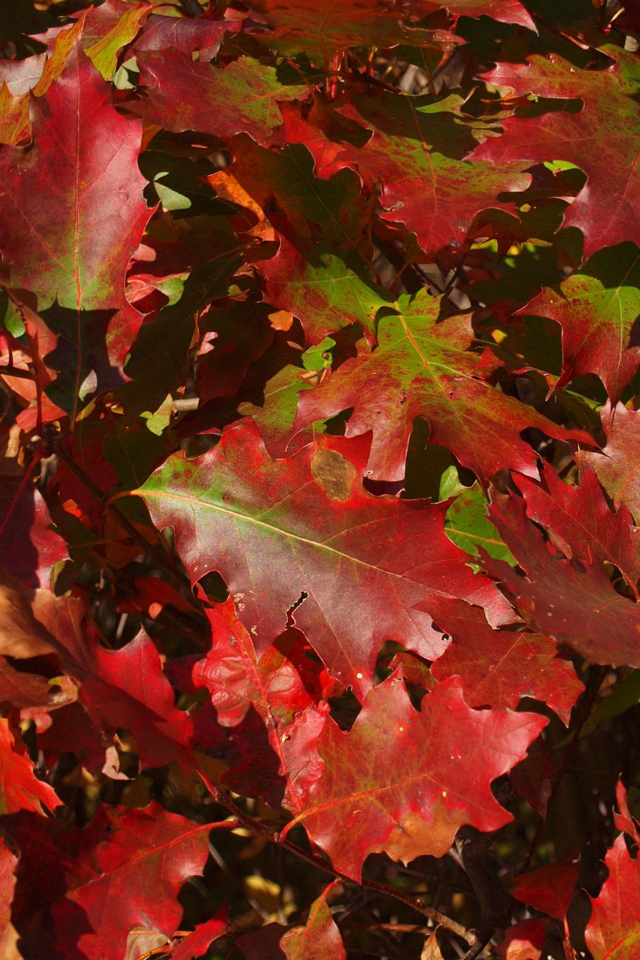 Oak Leaves Free Stock Photo - Public Domain Pictures