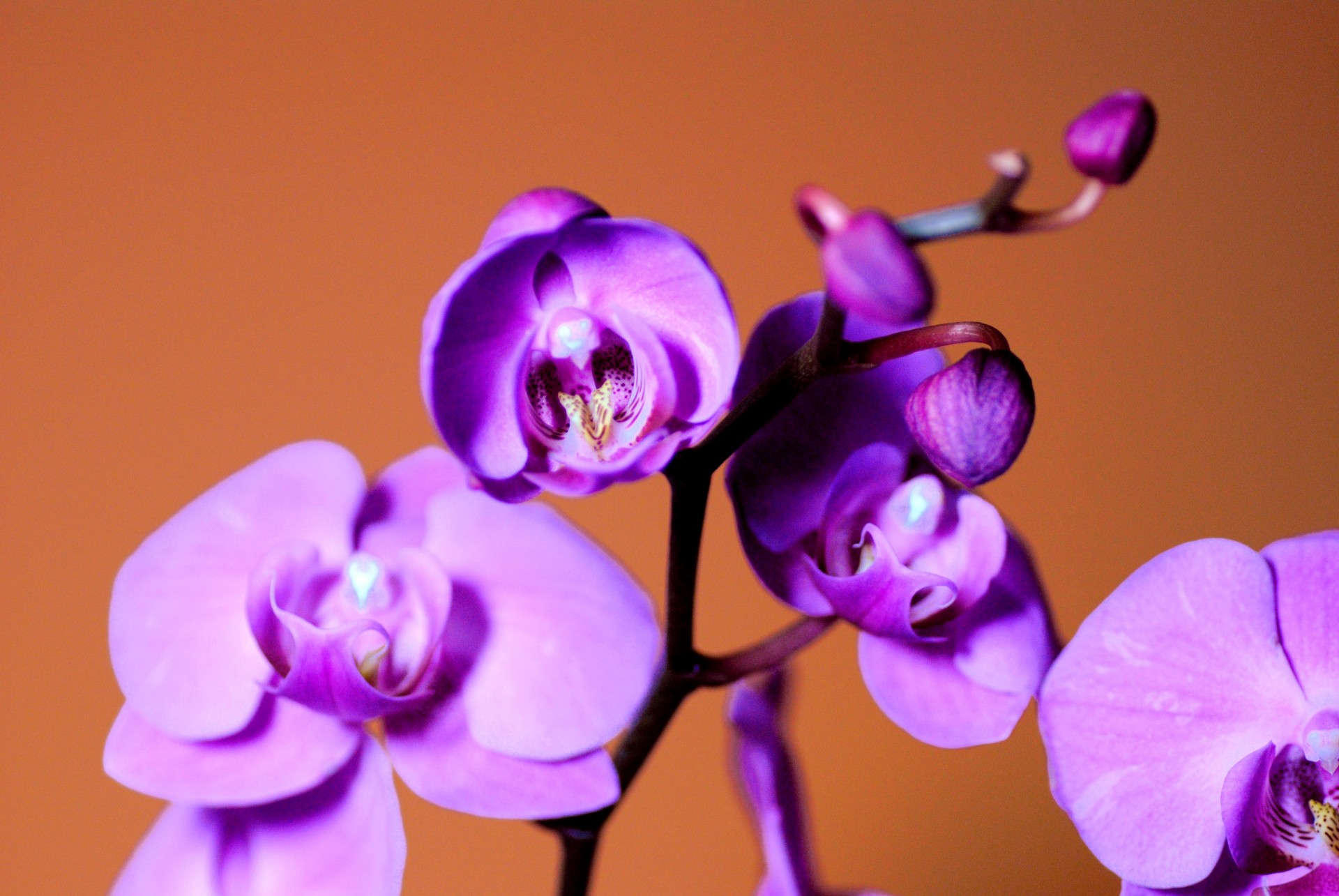Purple Orchid 2