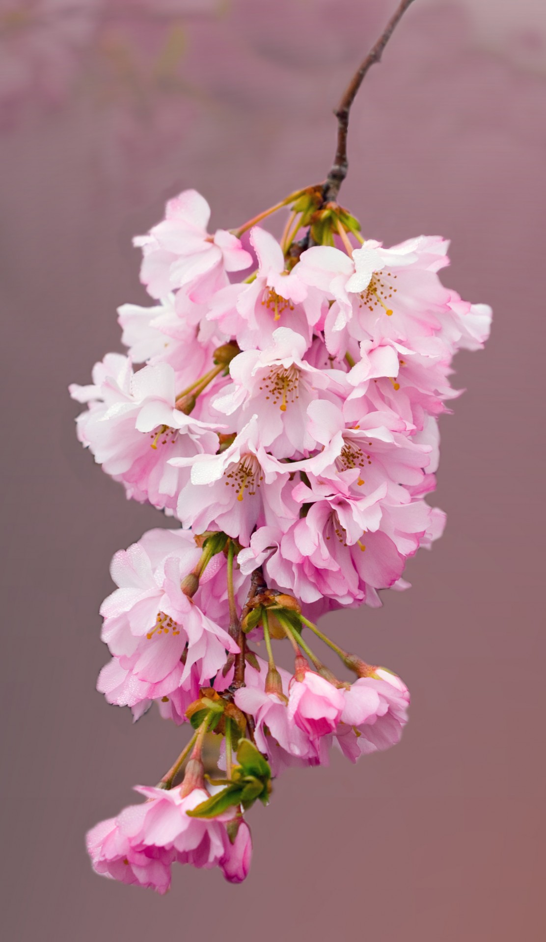 Розовой вишни цветы