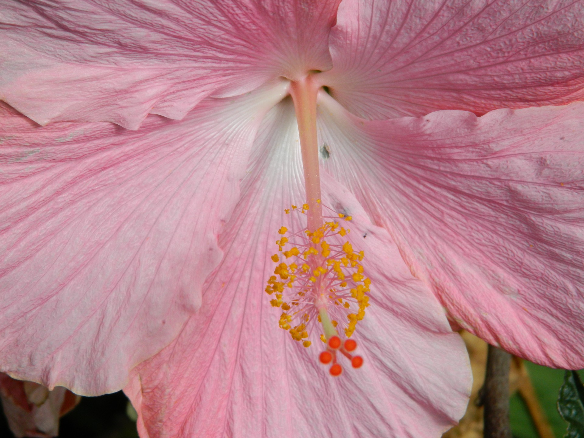 Pink Hibiscus Flower Free Stock Photo - Public Domain Pictures