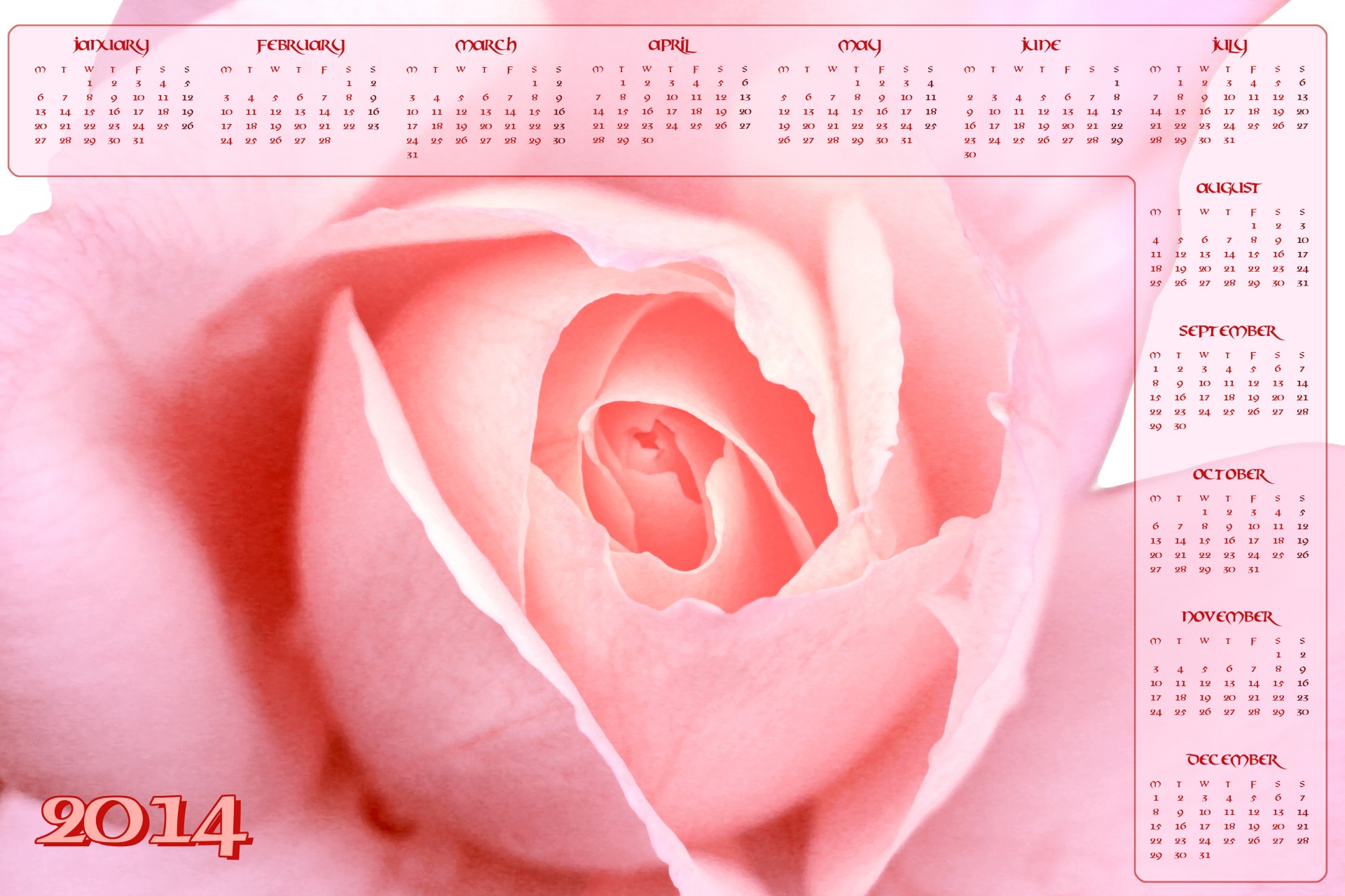 Розовая роза календаря 2014