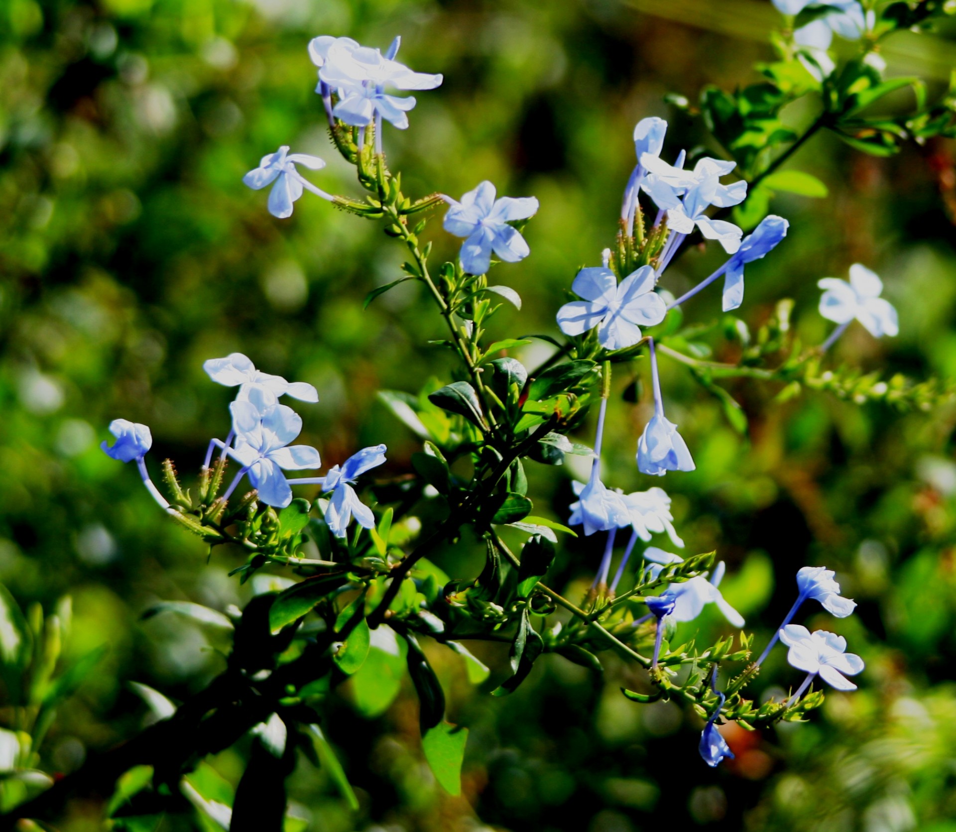 白花或蓝色灌木