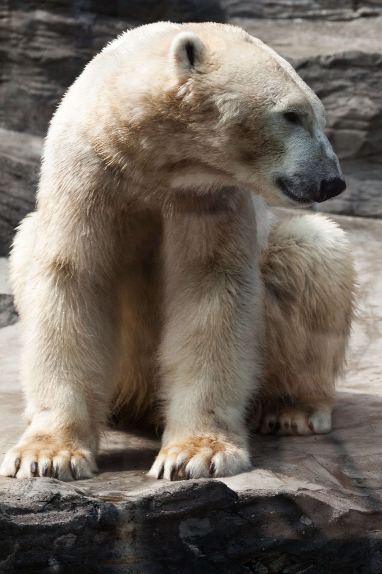 白熊免费图片 Public Domain Pictures