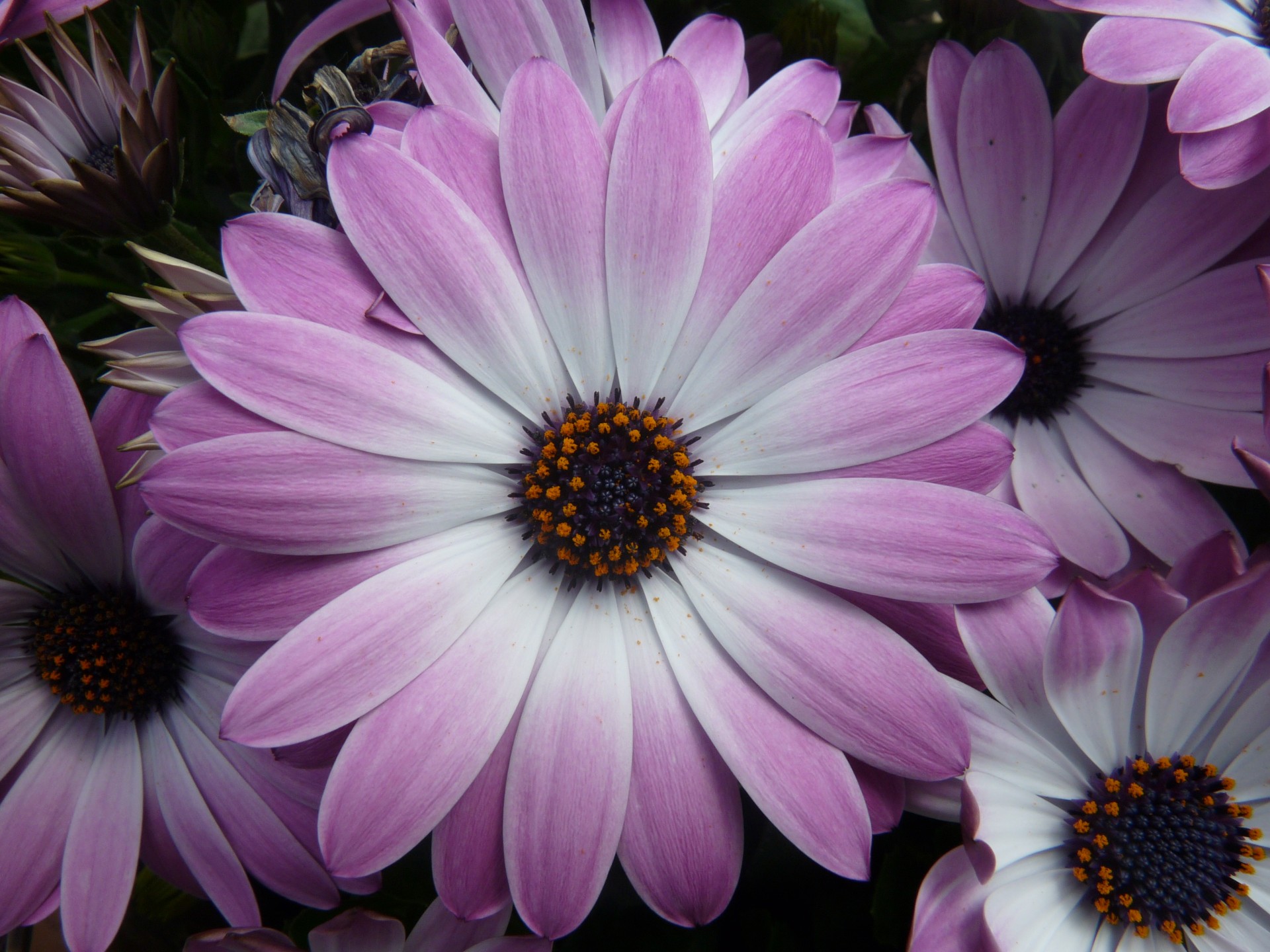 Purple Flowers Free Stock Photo - Public Domain Pictures