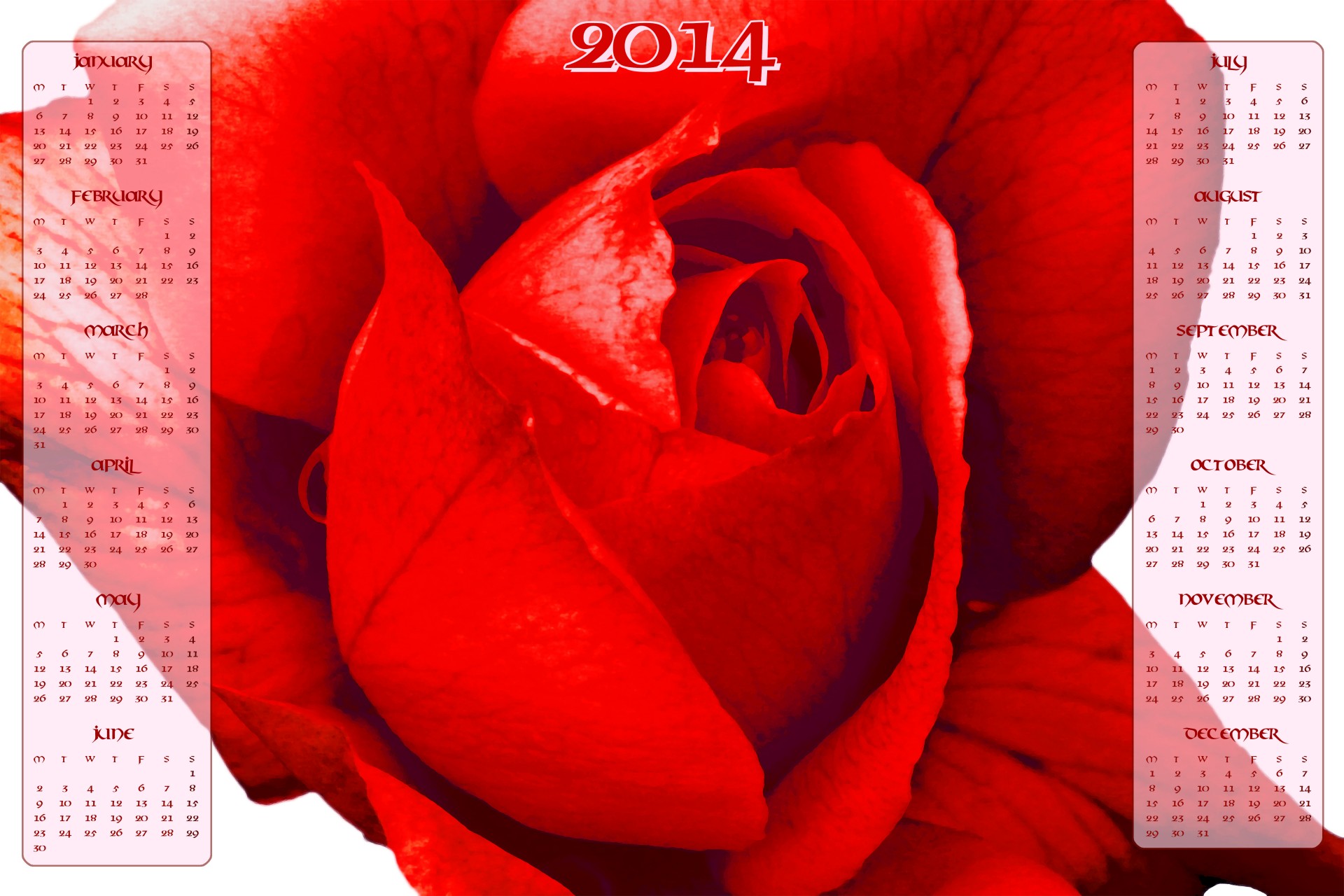 Красная роза календаря 2014