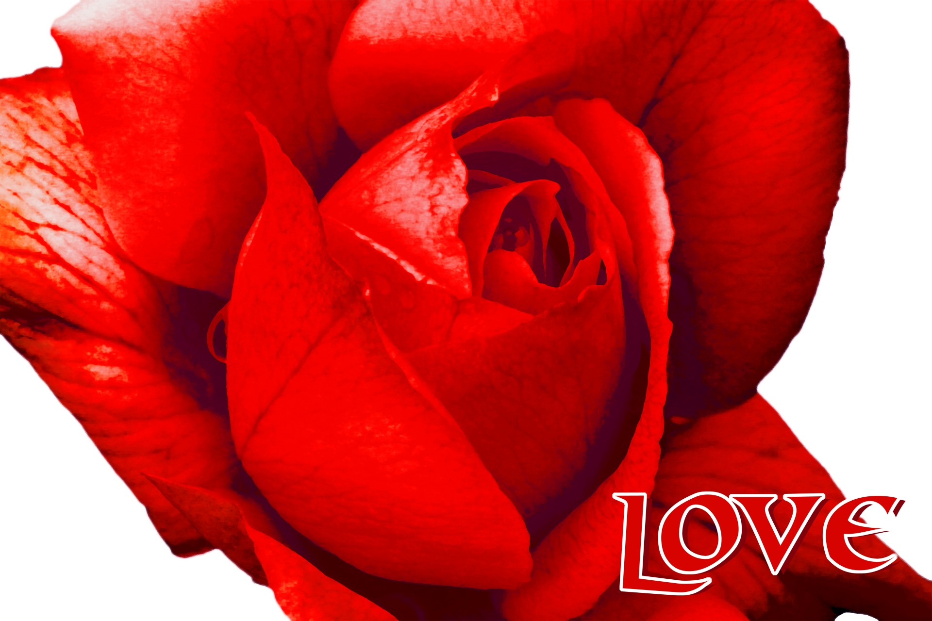 Роза Любовь